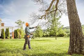 Professional Tree Care in Fife, WA