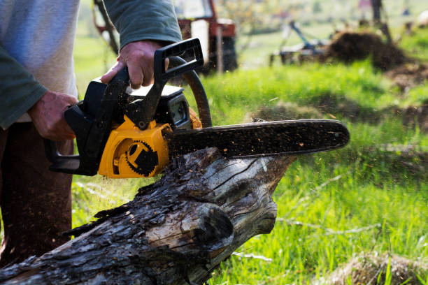 How Our Tree Care Process Works  in  Fife, WA